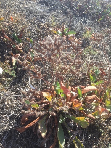 iNaturalist observation photo of Western Marsh Rosemary