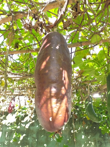 Foto de Curuá
