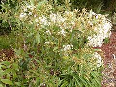 Olearia cheesemanii