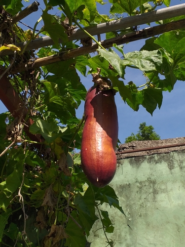 Foto de Curuá