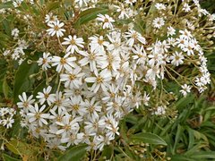 Olearia cheesemanii