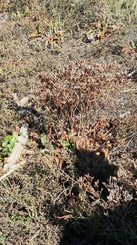 iNaturalist observation photo of Western Marsh Rosemary