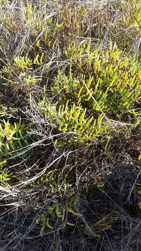 iNaturalist observation photo of Pacific Glasswort