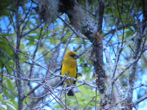 Black-thighed Grosbeak (Pheucticus tibialis), photo 7