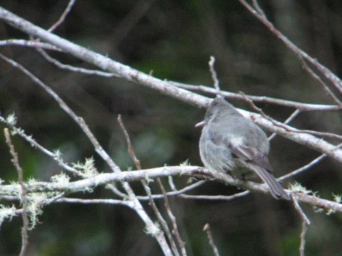 Contopus lugubris