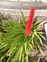 Xeronema callistemon