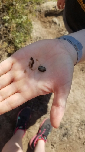 iNaturalist observation photo of Salt Marsh Snail
