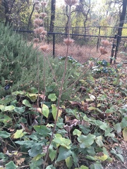 Agastache urticifolia