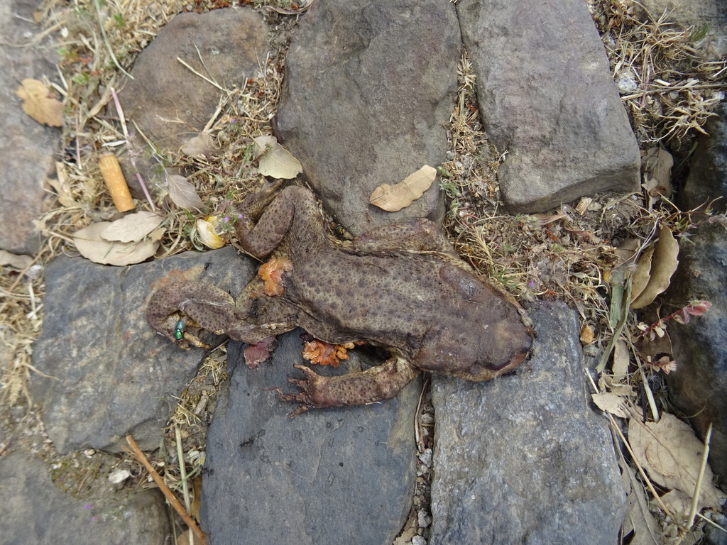 Spiny Toad from Portagem, 7330 Marvão, Portugal on May 6, 2023 at 12:29 ...