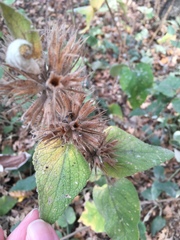 Agastache urticifolia
