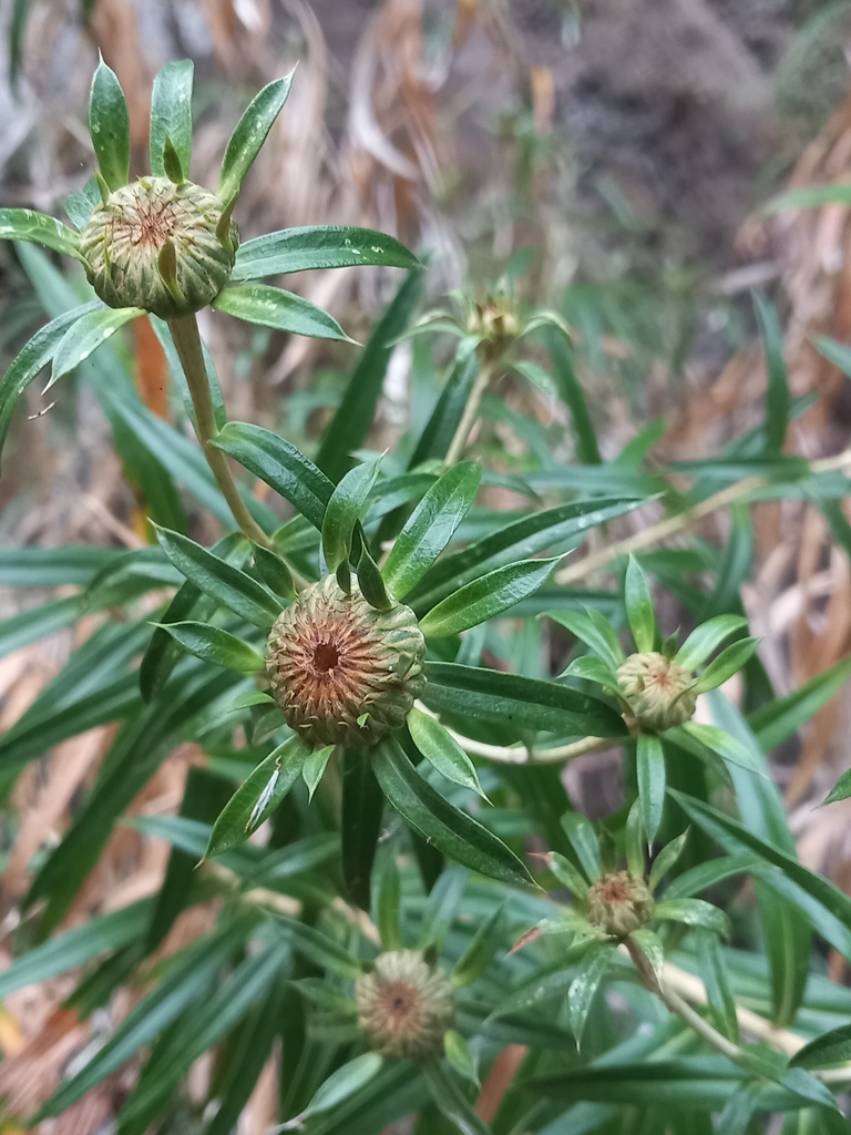 Carlina falcata