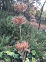 Agastache urticifolia