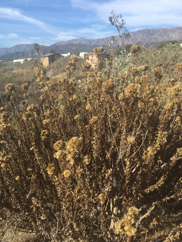 iNaturalist observation photo of Dicots