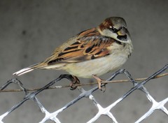Passer domesticus