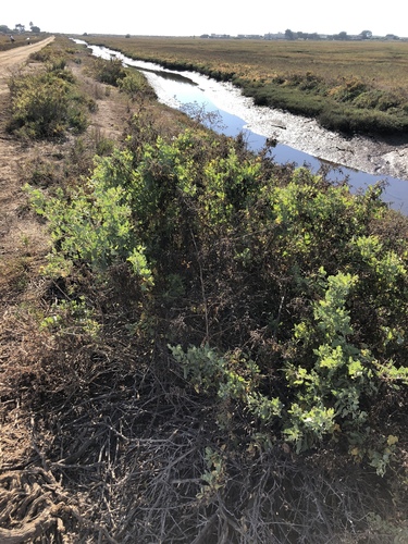 iNaturalist observation photo of big saltbush