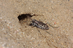 Cicindela repanda repanda