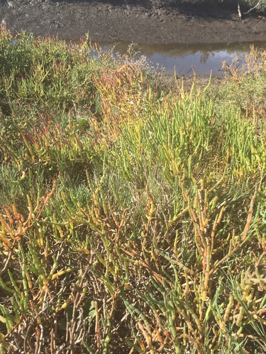 iNaturalist observation photo of Pacific Glasswort