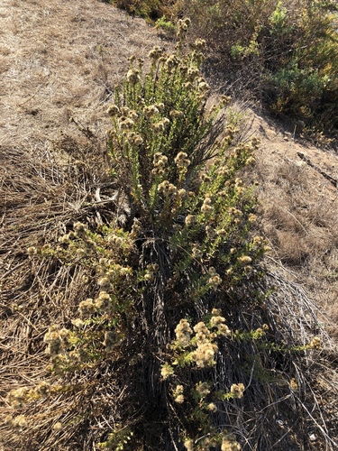 iNaturalist observation photo of Coastal Goldenbush