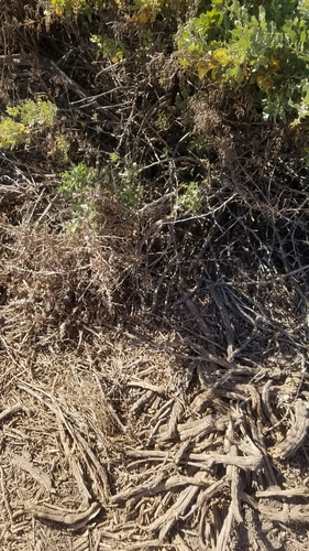 iNaturalist observation photo of Plants