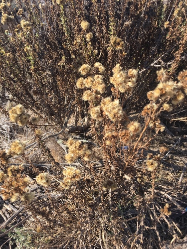 iNaturalist observation photo of asters and allies