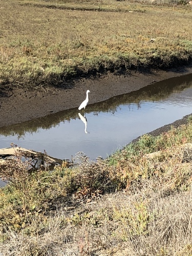 iNaturalist observation photo of Snowy Egret