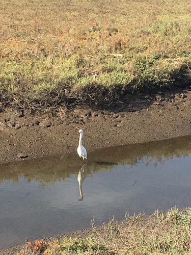 iNaturalist observation photo of Snowy Egret