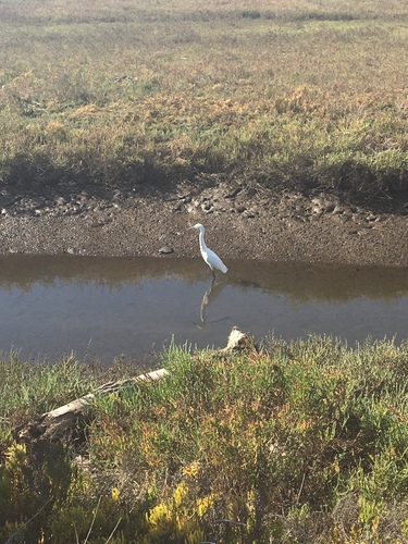 iNaturalist observation photo of Great Egret