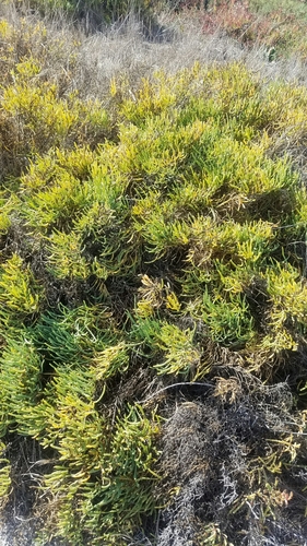 iNaturalist observation photo of pickleweeds