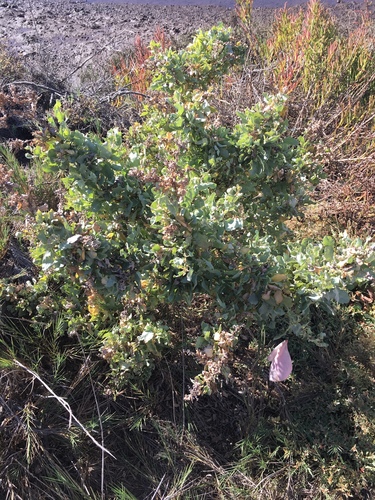 iNaturalist observation photo of Dicots
