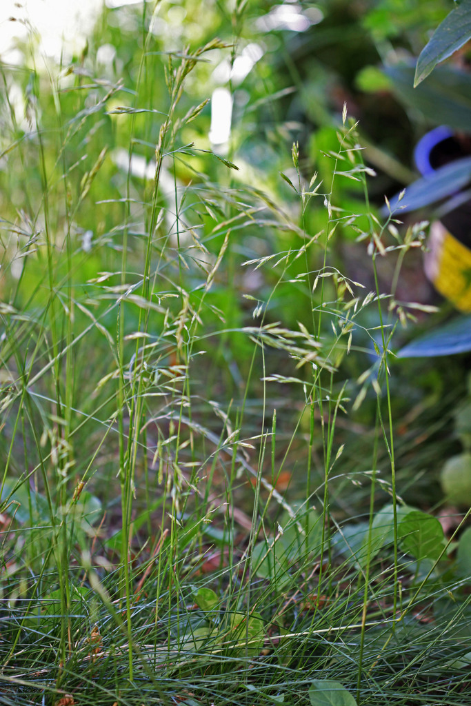 Meadow Fescue (Invasive Exotic Plants of North Carolina) · iNaturalist