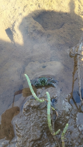 iNaturalist observation photo of Striped Shore Crab