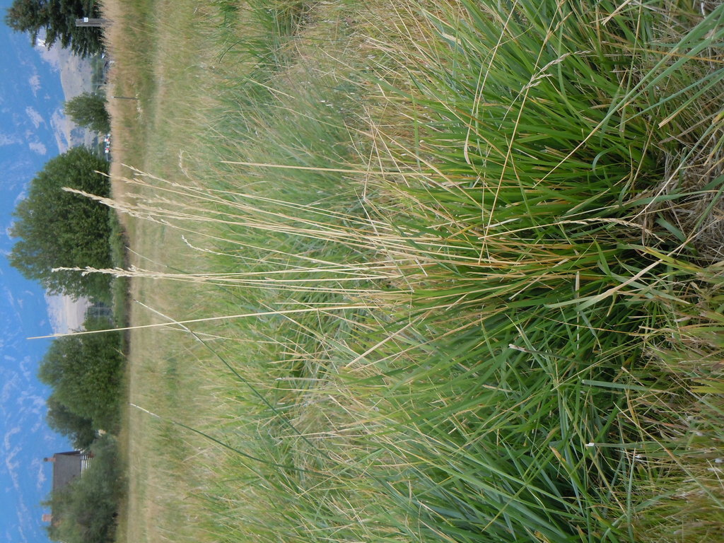 Meadow Fescue (Invasive Exotic Plants of North Carolina) · iNaturalist