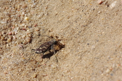 Cicindela repanda repanda