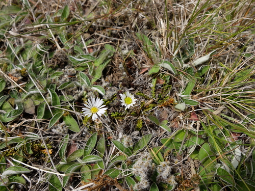 Brachyscome pinnata, photograph 5