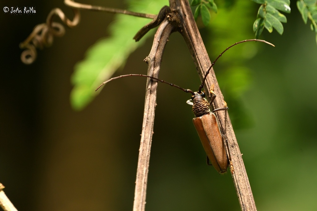 Juiaparus mexicanus