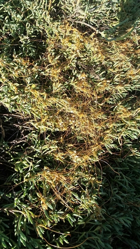 iNaturalist observation photo of dodders