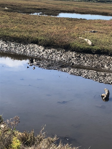 iNaturalist observation photo of Shanks, Tattlers, and Allies