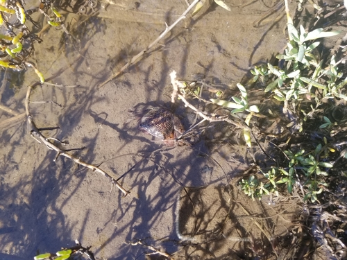 iNaturalist observation photo of Striped Shore Crab