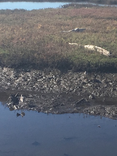 iNaturalist observation photo of Willet