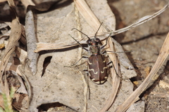 Cicindela repanda repanda
