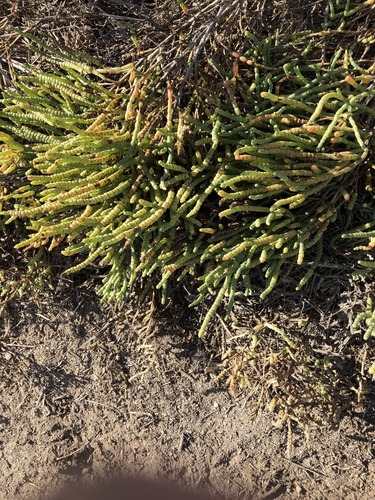 iNaturalist observation photo of Pacific Glasswort