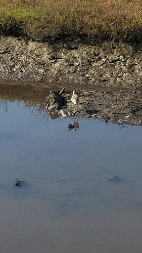 iNaturalist observation photo of Willet