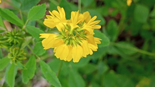 senovka (Trigonella)