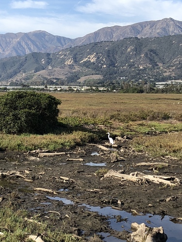 iNaturalist observation photo of Great Egret