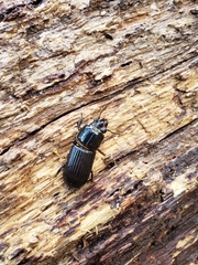 Odontotaenius disjunctus