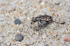 Cicindela repanda repanda