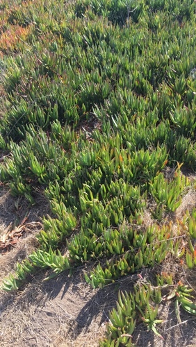 iNaturalist observation photo of sea figs