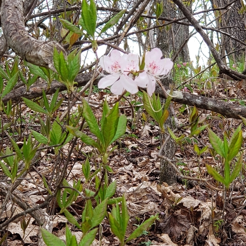 Image of Rhododendron vaseyi by no rights reserved