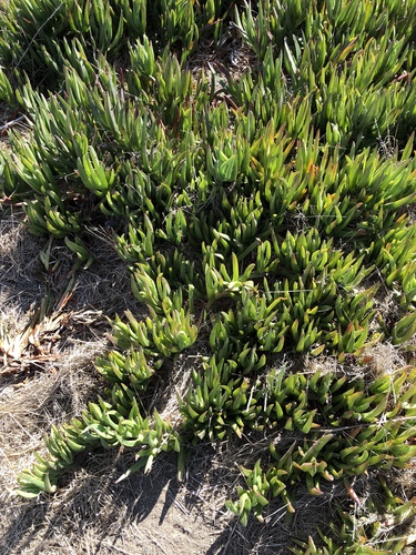 iNaturalist observation photo of sea figs