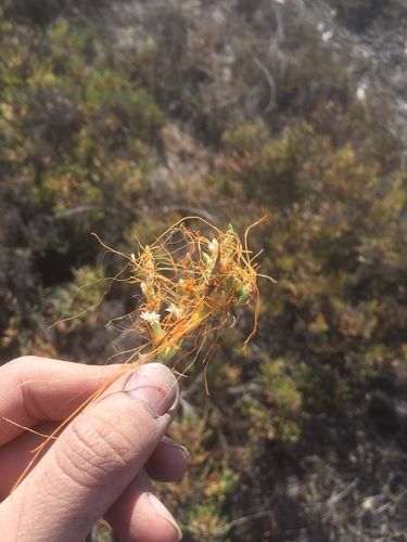 iNaturalist observation photo of California dodder